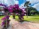 Lush garden pergola walkway with vibrant bougainvillea, and landscaped grounds at 1695 Lee Rd # E214, Winter Park, FL 32789