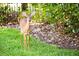 A deer stands on green grass with shrubbery and trees in the background at 10339 Kensington Shore Dr # J-202, Orlando, FL 32827