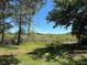 Overgrown backyard with trees and blue sky at 2520 Park Lake Dr, Deland, FL 32724