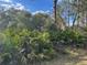 Lush natural land with tall trees and palmetto bushes on the property at Tbd Royal Trails Rd, Eustis, FL 32736
