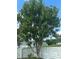 A lush green mango tree in the backyard framed by a white fence, adding natural beauty and privacy to the property at 2984 Monica Ter, Kissimmee, FL 34744