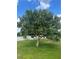 A view of a lush green mango tree in the backyard, providing shade and a touch of nature to the outdoor space at 2984 Monica Ter, Kissimmee, FL 34744