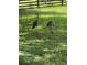 A view of the backyard featuring cranes foraging in the grassy yard at 1689 Saboff Way, Chuluota, FL 32766