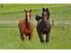 Beautiful horses graze on lush green pastures, showcasing the ideal equestrian lifestyle at 11630 Flynn Ct, Winter Garden, FL 34787