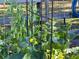 A view of the garden and vegetables growing in a backyard garden at 32510 Wolf Branch Ln, Sorrento, FL 32776