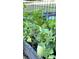 A close up view of squash plants in a backyard garden at 32510 Wolf Branch Ln, Sorrento, FL 32776