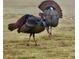 Two male turkeys show off their plumage while roaming free on a large grassy lawn at 1724 Cottonwood Creek Pl, Lake Mary, FL 32746