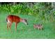 Charming wildlife scene: a mother deer and fawn graze peacefully in a verdant, grassy area at 1724 Cottonwood Creek Pl, Lake Mary, FL 32746