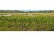 Lush wetlands with vibrant green reeds and aquatic vegetation, showcasing the natural beauty of the surrounding landscape at 25057 Riverwalk Dr, Leesburg, FL 34748