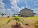 Spacious backyard with well-maintained grass, a white fence, and a charming palm tree, perfect for outdoor activities at 5637 Beggs Road, St Cloud, FL 34771