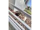 Backyard patio with a bird resting on wood chips overlooking manicured lawns at 4751 Clock Tower Dr # 103, Kissimmee, FL 34746