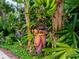 Close-up of a banana tree showing its fruit, flowers, and lush tropical foliage at 110 S Primrose Dr, Orlando, FL 32803