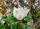 Beautiful magnolia flower with large white petals and vibrant green leaves, set against a backdrop of tree branches at 110 S Primrose Dr, Orlando, FL 32803