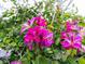 Bright pink orchid bush with fresh green foliage adds a splash of vibrant color to the yard at 110 S Primrose Dr, Orlando, FL 32803