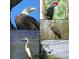 A collage of birds and wildlife at 516 Fort Smith Blvd, Deltona, FL 32738