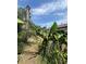 Rear exterior featuring tropical banana trees and overgrown yard at 7506 Mott Ave, Orlando, FL 32810