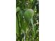 Photo of a green mango growing from the tree at 4170 Packard Ave, St Cloud, FL 34772