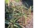 View of several pineapple plants growing in the garden at 622 Alton Rd, Winter Springs, FL 32708