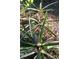 Close-up of pineapple plants, with ripe fruit at 622 Alton Rd, Winter Springs, FL 32708