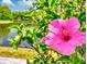 Beautiful pink hibiscus flower in bloom with a scenic lake view at 148 Meadow Blvd, Sanford, FL 32771
