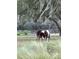 Pastoral view of horses grazing peacefully under a majestic moss-draped tree at 1880 Perch Hammock Loop, Groveland, FL 34736