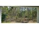 Backyard view showing dense trees, brush, and new growth at 222 Glass Onion Dr, Groveland, FL 34737