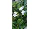 Close-up of beautiful white flowers blooming in the lush garden at 3700 Plantation Blvd, Leesburg, FL 34748