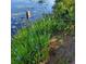 Waterfront backyard showcasing lush foliage and vibrant flowering iris by the lake at 3960 Lake Mira Dr Dr, Orlando, FL 32817