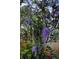 Lush backyard garden with vibrant flowering vines and foliage at 3960 Lake Mira Dr Dr, Orlando, FL 32817