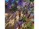 Beautiful flowering vine covering a backyard fence at 3960 Lake Mira Dr Dr, Orlando, FL 32817