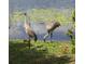 Wildlife, including a Gathering of Sandhill Cranes, enjoying the lakeshore at 3960 Lake Mira Dr Dr, Orlando, FL 32817