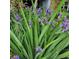 Lush backyard garden with vibrant purple iris in full bloom at 3960 Lake Mira Dr Dr, Orlando, FL 32817