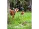 A group of deer graze in a lush green field next to a wooded area at 1106 Celebration Ave, Celebration, FL 34747