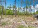 View of a spacious backyard surrounded by pine trees and a fenced perimeter at 13297 Sw 69Th Pl, Ocala, FL 34481