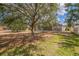 Large backyard featuring mature trees and a screened-in pool at 807 Ayden Oak Ln, Ocoee, FL 34761