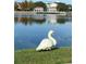 Scenic waterfront view with a swan on the grassy bank and buildings reflected in the calm water at 280 Celebration Blvd # 208, Kissimmee, FL 34747