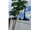 Backyard with a papaya tree that has ripening fruit ready to be harvested at 16780 Meadows St, Clermont, FL 34714
