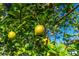Close up of lemons growing on a tree in the yard at 540 Seven Oaks Blvd, Winter Springs, FL 32708