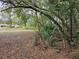 Leafy backyard, showcasing trees and natural landscaping, promising a serene and private outdoor space at 1424 Lake Shore Dr, Casselberry, FL 32707