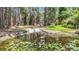 Concrete boat ramp leading into a pond, surrounded by lily pads and trees at 7374 Circle Dr, Lady Lake, FL 32159