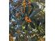 Lush loquat tree with ripe orange fruits against a sunny sky, adding natural beauty to the landscape at 205 Sanora Blvd, Sanford, FL 32773