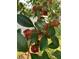 Close-up of a guava tree with ripe fruits and lush green leaves, showcasing Florida's tropical flora at 205 Sanora Blvd, Sanford, FL 32773