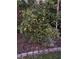 A healthy orange tree growing in a Florida backyard at 2842 Balforn Tower, Winter Garden, FL 34787