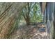 Backyard view features lush bamboo, a large shade tree, and the side of screened patio at 289 N Wilderness Pt, Casselberry, FL 32707