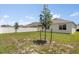 Spacious backyard with well-maintained lawn, young tree, and white vinyl fencing at 1693 Barberry Dr, Kissimmee, FL 34744