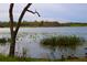 View of lake and vegetation, with lilly pads on the water at 6611 Time Square Ave # 103, Orlando, FL 32835