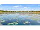 Picturesque lake view dotted with lily pads, surrounded by lush landscaping and community homes at 15477 Blackbead St, Winter Garden, FL 34787