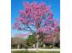 Picture of a beautiful tree with pink blossoms in front of a home at 17631 Vista Belle Ct, Montverde, FL 34756