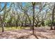 Spacious yard with mature trees and the home in the background at 5655 Oak Hollow Ln, Oviedo, FL 32765