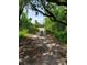 Dirt road amidst a lush green land with moss-covered trees and overgrown grass on a sunny day at 111 Beasley Rd, Oviedo, FL 32765